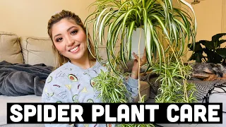 HOW TO PROPAGATE SPIDER PLANTS | SPIDER PLANT CARE