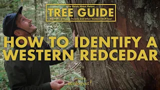 Western Red Cedar - How to identify them. Nerdy About Nature - Ep. 6.