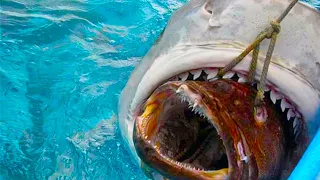 20 Strangest Things Swallowed By A Shark