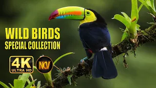 Wild Birds Special Collection 8K VIDEO ULTRA HD HDR 60FPS  || Amazing Birds 4K Video ||  NCV || #1