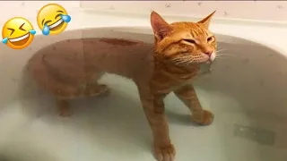 Funny Videos 2024 🤣 Cutest Cats Videos 2024 😘☺️