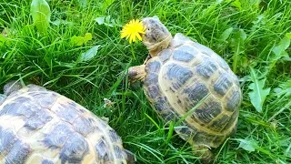 Фарш из одуванчиков🤣 Показываю черепашкам людей)))🐢🐢