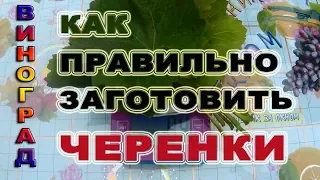 Как Правильно заготовить черенки для выращивания Саженцев.