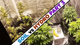 Hydro vs Soil Part 3 – 420 Fast Buds vs. Mephisto Autoflowers – RDWC and Soil Day 32-45