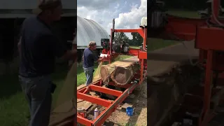 Massive live edge walnut slabs cut on a woodmizer lt15 wide