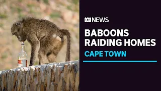 Baboons raid homes in Cape Town, while residents clash over solution | ABC News