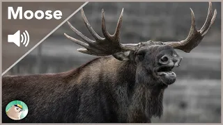 Moose - Sounds