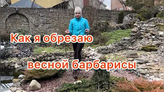 Как я обрезаю весной барбарисы(Украина)💙💛