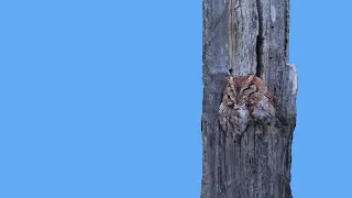 Eastern Screech Owl on a daytime roost