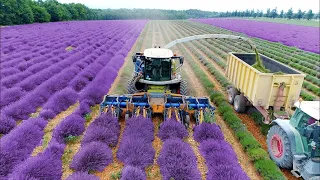 COMO se HACEN los PERFUMES más CAROS documental