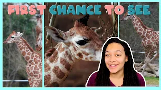 Adorable Baby ﻿Rothschild’s Giraffe Born! |﻿ First Chance to See | BBC Earth Kids