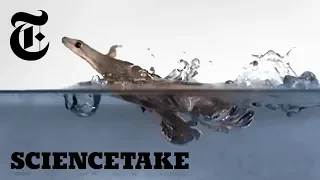 These Geckos Can Run on Water (Sort Of) | ScienceTake