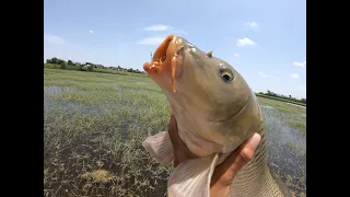 Fly fishing for Carp (Urban fly fishing)