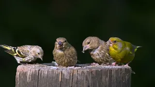 49min Break from Clutter & Chaos with Soothing Bird Sounds🕊️ Little Birds for Cats to Watch😸 4K HDR