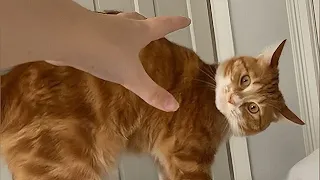 Orange cats with special mindset