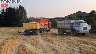 Nákladní technika při žních 2021 | TATRA 🚛 LIAZ-ŠKODA a další technika | Truck in Harvest