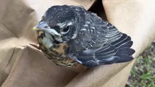 Bird learning to fly 小鸟学飞