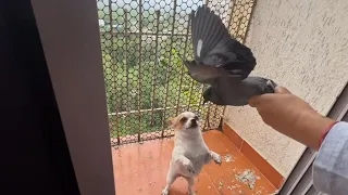 Chihuahua VS Pigeon😳