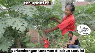 spill perkembangan tanaman di kebun saat ini