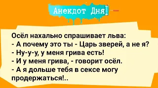 Анекдот Дня! Анекдот про Царя зверей!