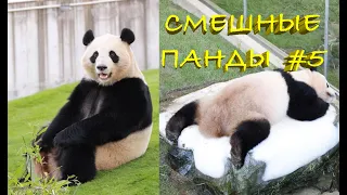 Смешные ПАНДЫ #5 / Лучшие приколы 2021 / Funny PANDA