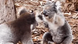 Insane moment two KOALAS get into a fight.