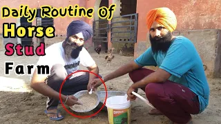 DAILY ROUTINE  OF HORSE STUD FARM OR HORSE LOVER | MARWARI HORSE