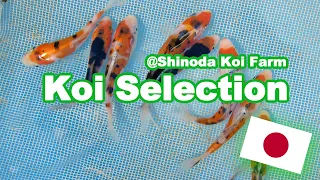 Selecting Koi at Shinoda | How baby Koi are selected [KOI SELECTION JAPAN]