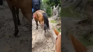 Scary Horse ride in Pahalgam