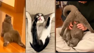 The most DRAMATIC CATS are here! 😂 Funny Cat Videos of 2024 😹#hillariousvideos