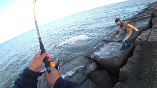 Most People CANT catch GIANT Fish like these! Jetty fishing