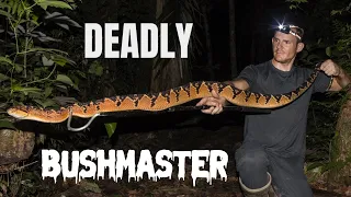 LARGEST VIPER IN THE WORLD! *DEADLY SOUTH AMERICAN BUSHMASTER*