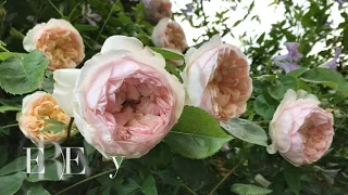 Shiuan’s Rose Garden 2019/5/19 花園日記