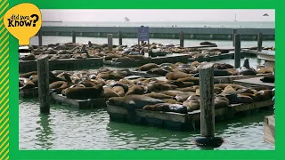 Did You Know? Sea lions took over Pier 39 after the 1989 Loma Prieta earthquake