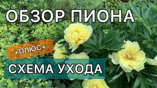 Лучший ЖЁЛТЫЙ ПИОН. ИТО-гибрид Бартзелла