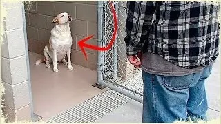 Приютский пёс заплакал, узнав стоящего перед ним человека, только посмотрите, что было дальше ШОК