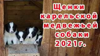 Щенки карельской медвежьей собаки помёта 2021 года