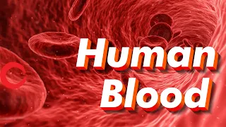 Human Blood (rbc, wbc, plasma, platelets) | Life processes Class 10 Science Biology