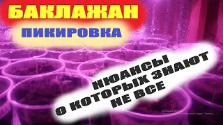 Когда пикировать баклажаны после всходов в стаканчик.Рассада баклажан пикировка