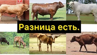 Откорм бычков, разница есть