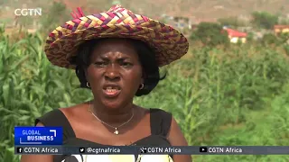 Sierra leone Government turns to agriculture to drive the economy