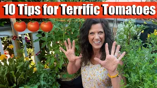 10 Tips for Terrific Tomatoes! 🍅 🍅 🍅