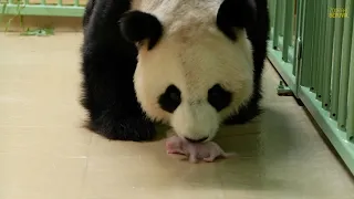 L'une des jumelles panda tète sa maman !