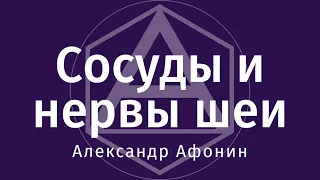 Сосуды и нервы шеи зависят от позвоночника, точнее от наличия травм шейного отдела