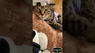 Котик и массаж #Вова_Агрегат #кот #котик #смешнойкот 😹