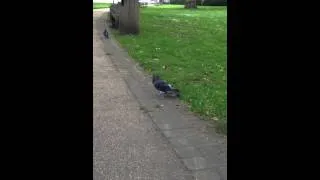 sneezing pigeon