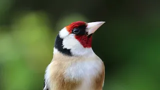 European goldfinch (Carduelis carduelis) and other birds | Bird Sounds 🎤🦆