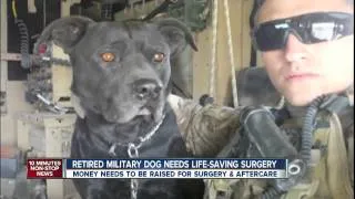 Retired Military Dog gets Life Saving Surgery