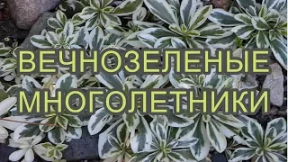 ❀ВЕЧНОЗЕЛЕНЫЕ МНОГОЛЕТНИКИ САДОВЫЕ-ДЕКОРАТИВНЫ ВЕСЬ СЕЗОН!❀