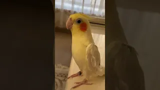 OSCAR MY COCKATIEL SINGING IF YOU'RE HAPPY WITH WHISTLE